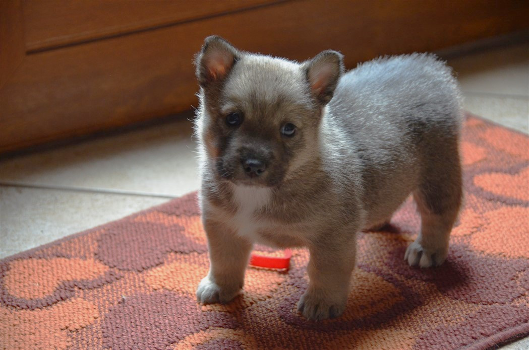 du Grand Barbari - Chiots disponibles - Spitz des Visigoths