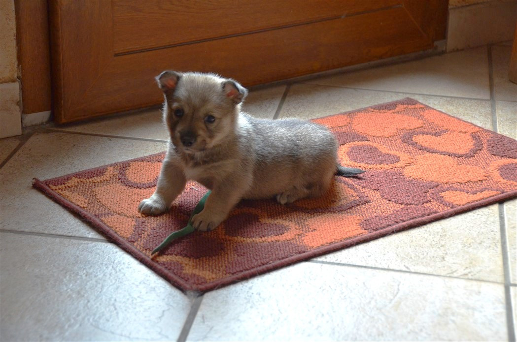 du Grand Barbari - Chiots disponibles - Spitz des Visigoths