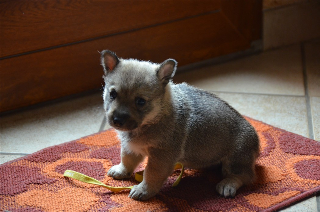 du Grand Barbari - Chiots disponibles - Spitz des Visigoths