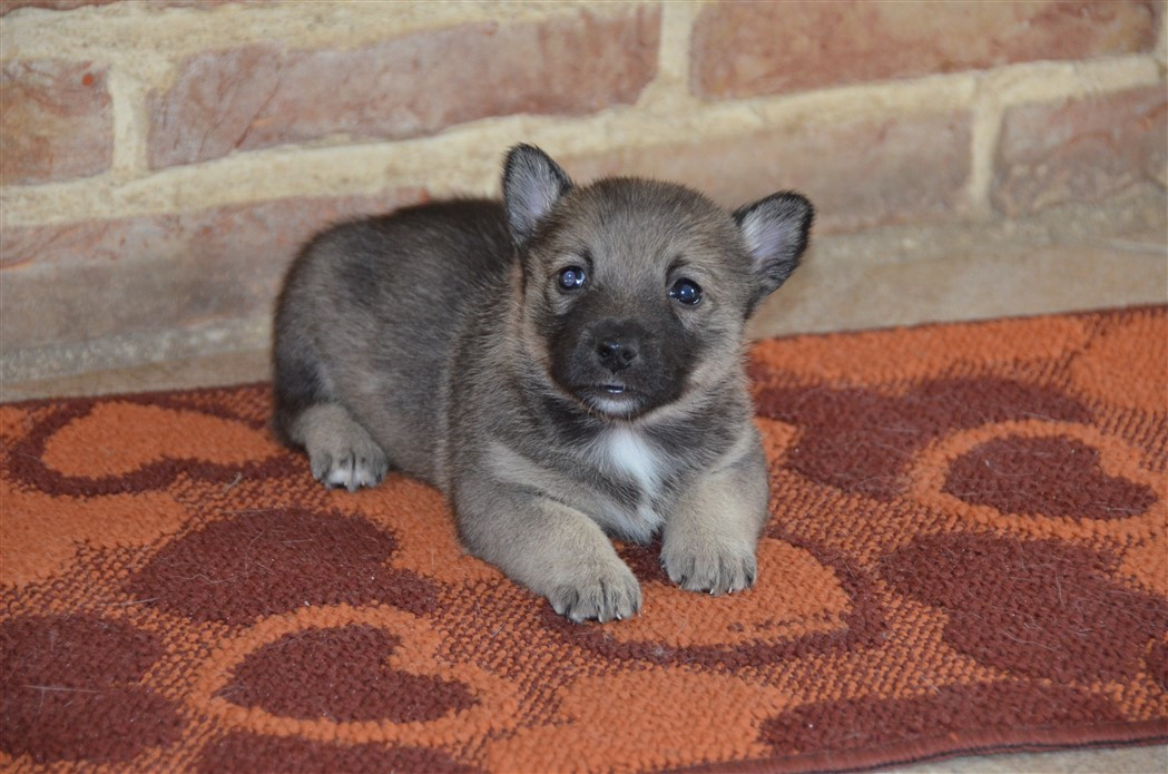 du Grand Barbari - Chiots disponibles - Spitz des Visigoths