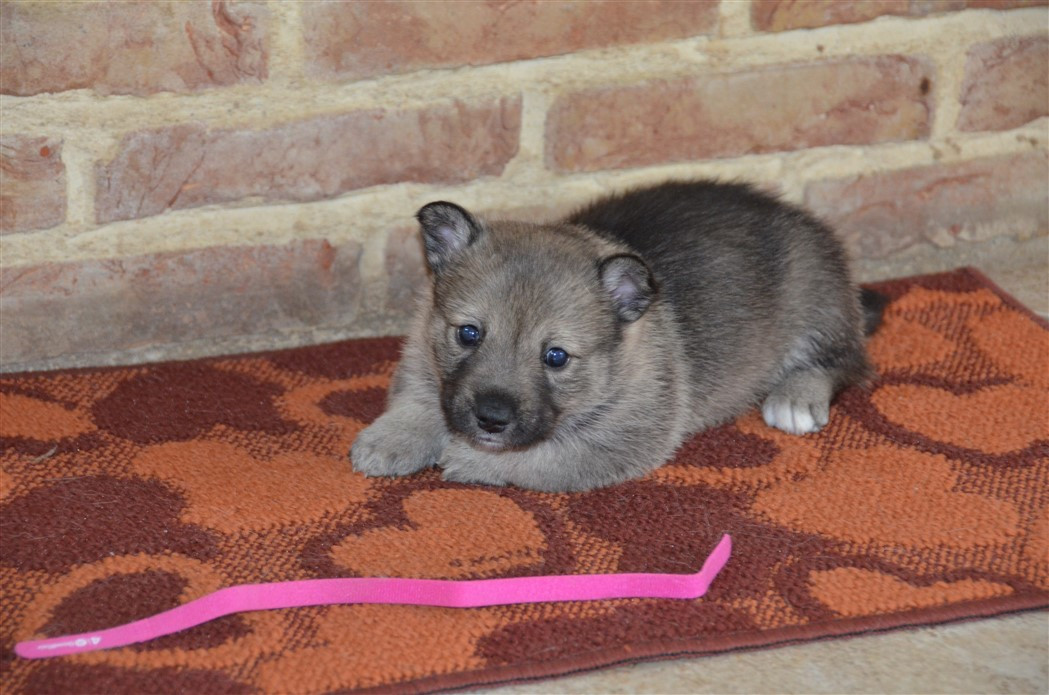 du Grand Barbari - Chiots disponibles - Spitz des Visigoths