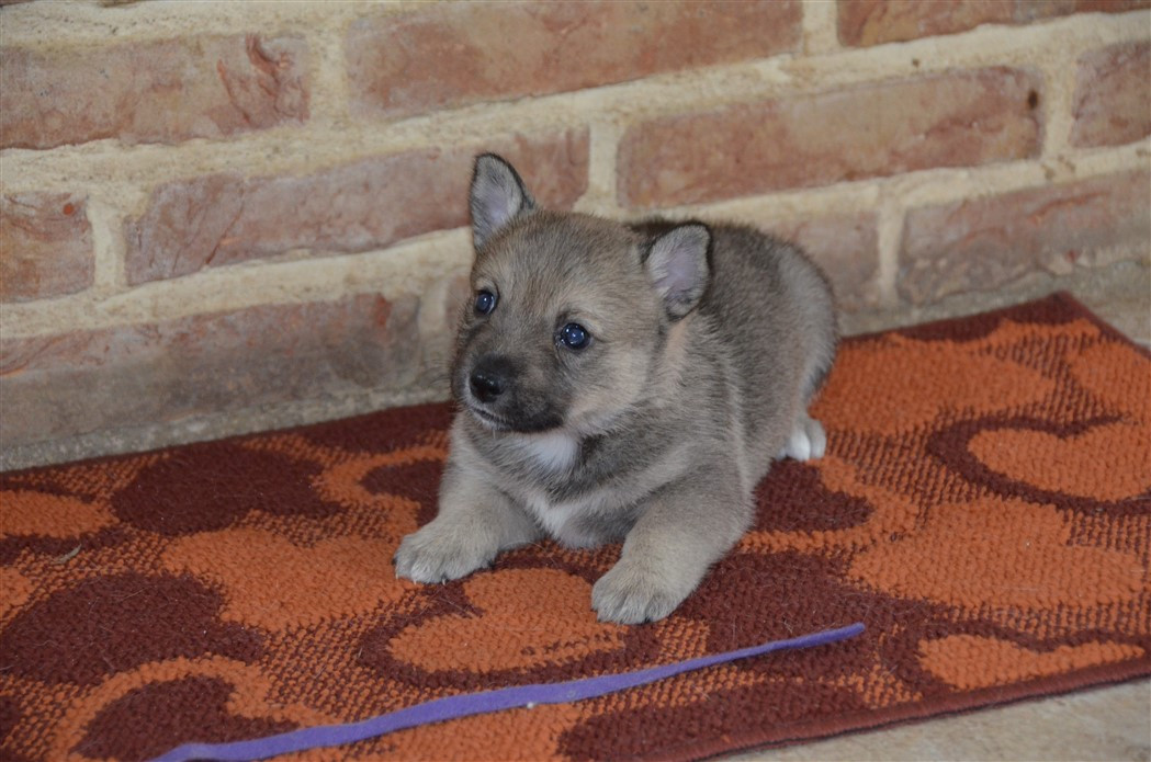 du Grand Barbari - Chiots disponibles - Spitz des Visigoths