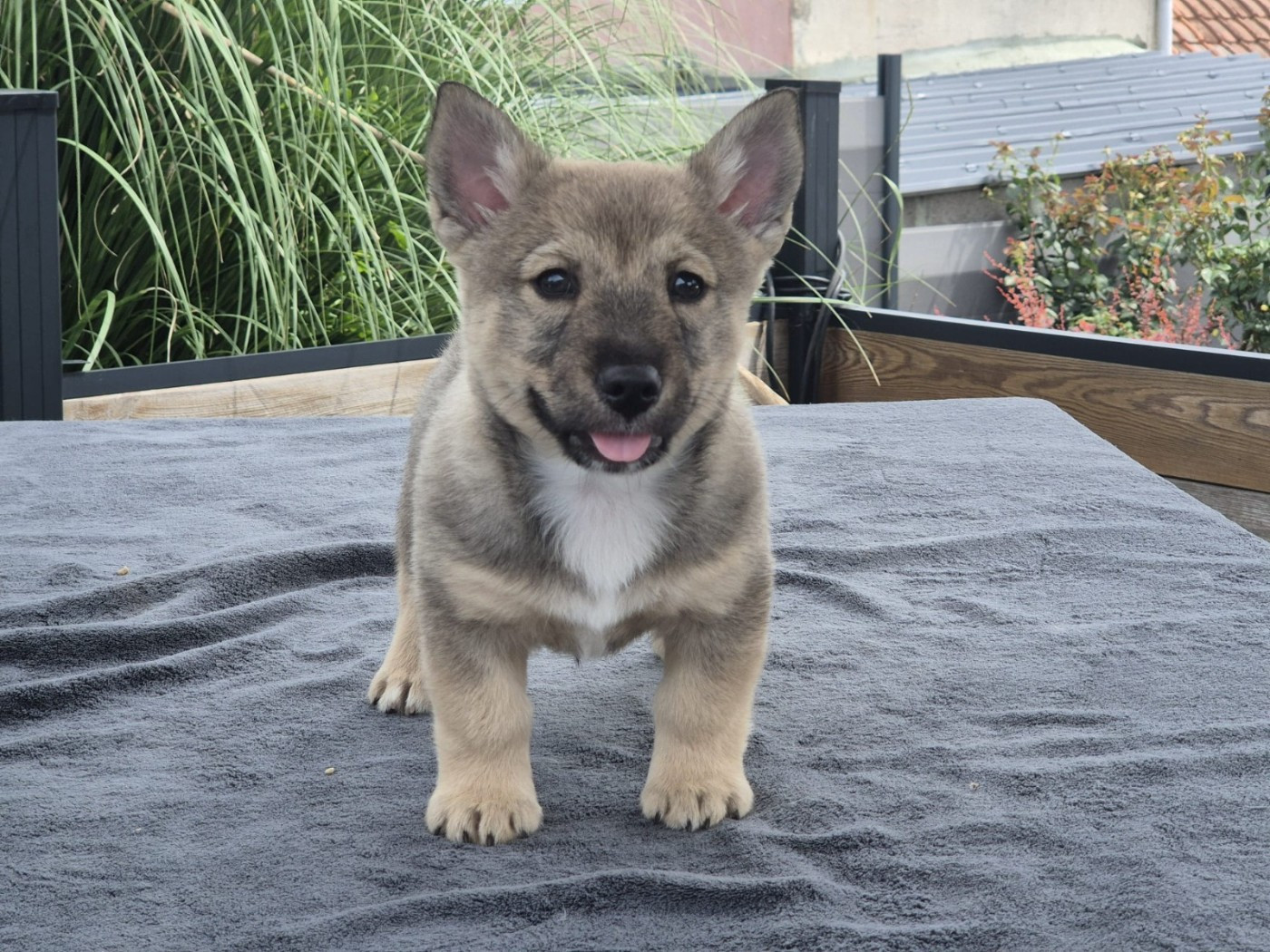 du Grand Barbari - Chiots disponibles - Spitz des Visigoths