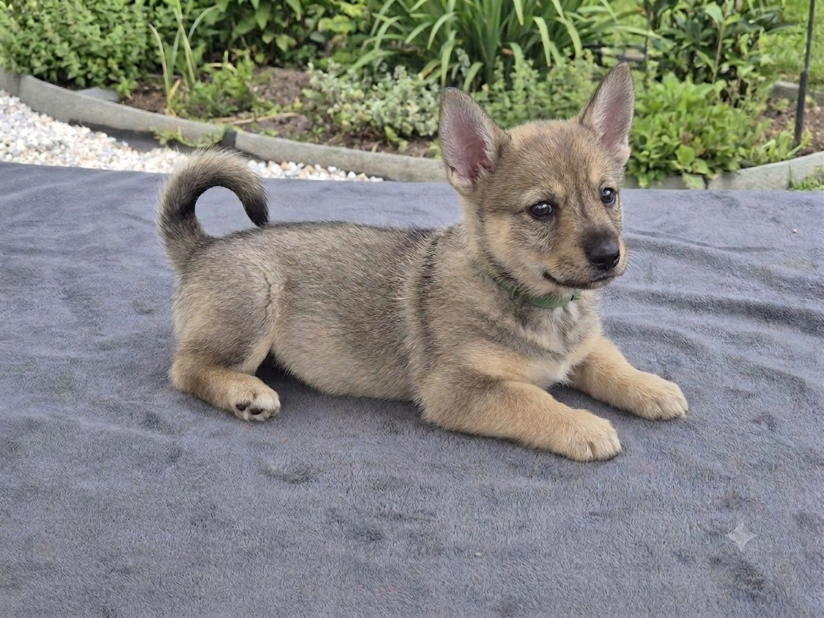 du Grand Barbari - Chiots disponibles - Spitz des Visigoths