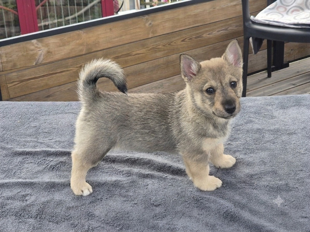 du Grand Barbari - Chiots disponibles - Spitz des Visigoths