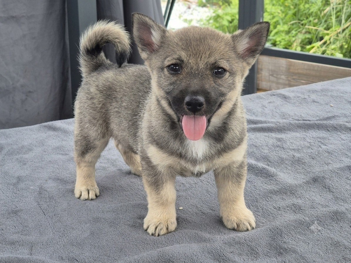 du Grand Barbari - Chiots disponibles - Spitz des Visigoths
