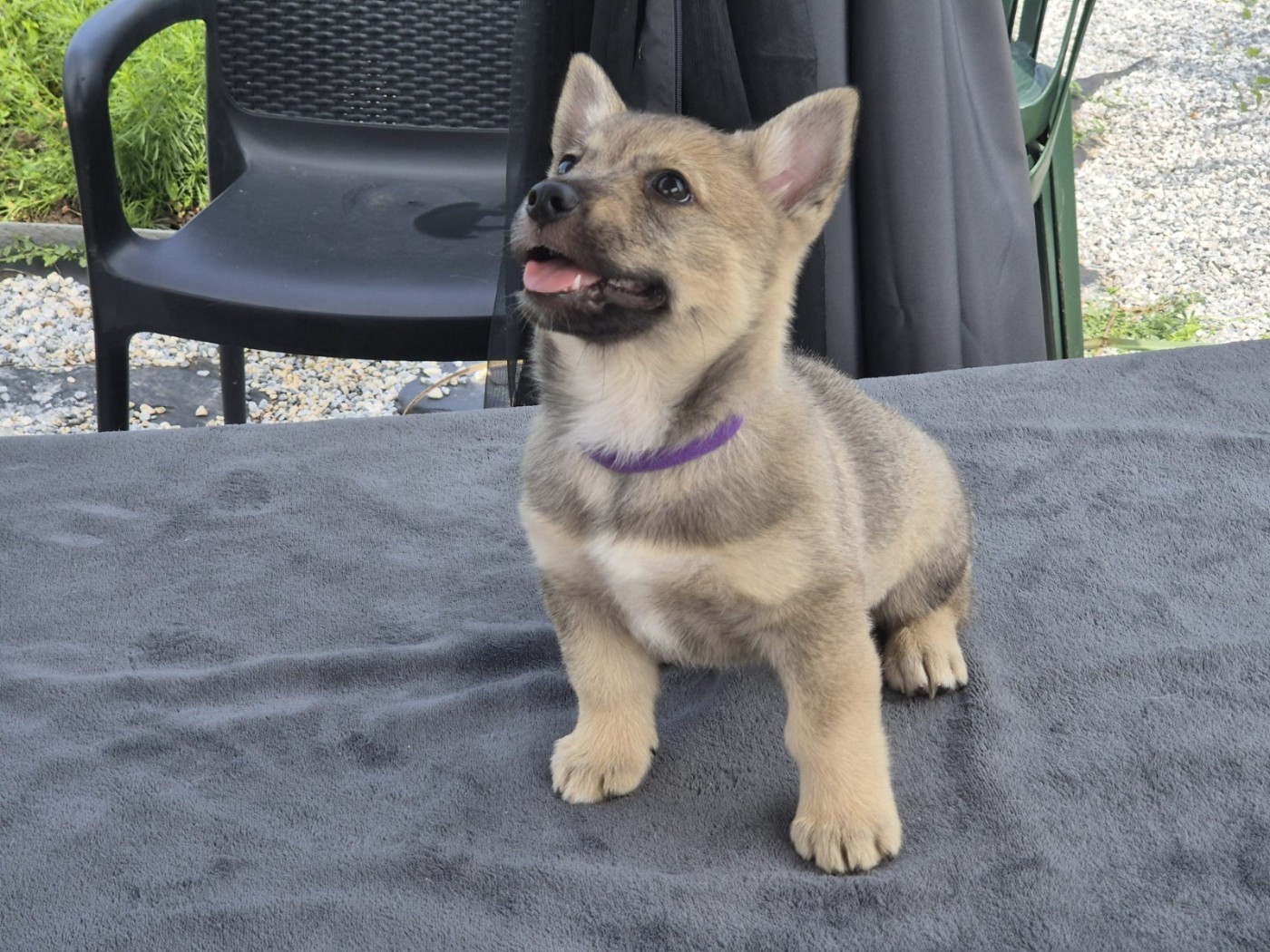 du Grand Barbari - Chiots disponibles - Spitz des Visigoths